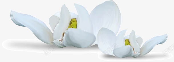 洁白的花朵png免抠素材_新图网 https://ixintu.com 洁白 纯洁 花朵 花瓣