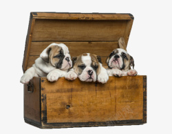 木箱宠物狗子动物素材