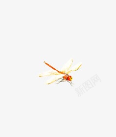 蜻蜓png免抠素材_新图网 https://ixintu.com 动物 小蜻蜓 蜻蜓
