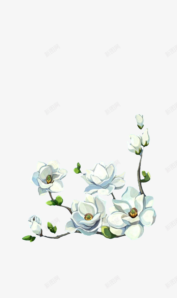 素白的小花png免抠素材_新图网 https://ixintu.com 元素 素白 花骨朵 装饰