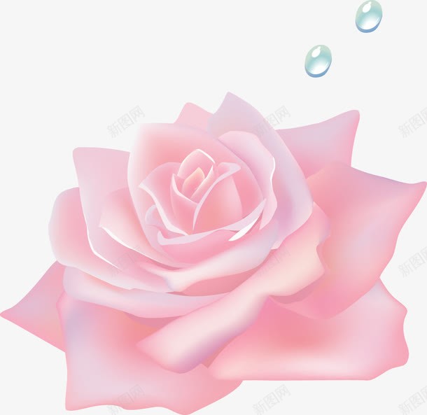 粉色玫瑰花花朵png免抠素材_新图网 https://ixintu.com 玫瑰花 粉色 花朵