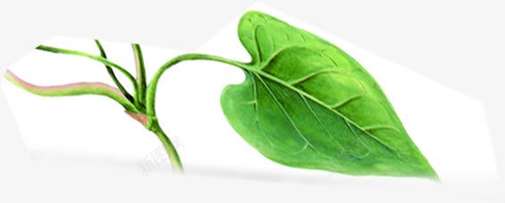 创意摄影绿色的草本植物合成png免抠素材_新图网 https://ixintu.com 创意 合成 摄影 绿色 草本植物