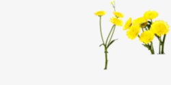 黄色卡通花朵植物春天素材