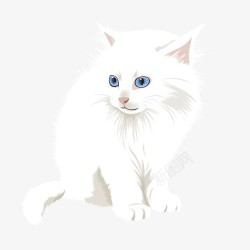 宠物白色猫素材