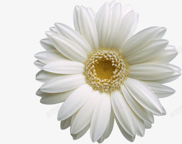 创意合成白色植物花卉png免抠素材_新图网 https://ixintu.com 创意 合成 植物 白色 花卉