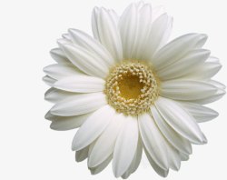 创意合成白色植物花卉素材