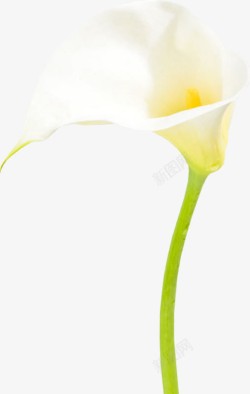 马蹄莲白色花朵素材