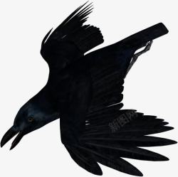 不详的鸟黑鸦翱翔高清图片