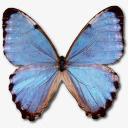 Thamyris肖像政党形态png免抠素材_新图网 https://ixintu.com animal butterfly morpho partis thamyris 动物 合适的婚姻对象 大闪蝶 蝴蝶