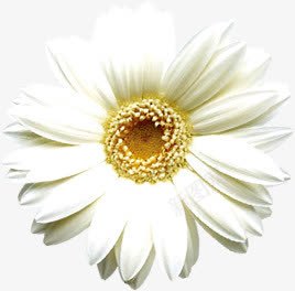 创意手绘海报白色花朵png免抠素材_新图网 https://ixintu.com 创意 海报 白色 花朵