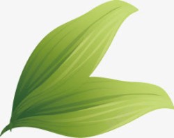 漂亮的叶子底纹叶子高清图片