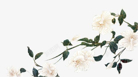 白色娇艳花朵png免抠素材_新图网 https://ixintu.com 卡通手绘 植物 白色叶子 花朵 花草树木