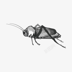 黑白手绘蚂蚱装饰矢量图素材