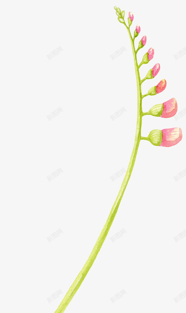 粉色水彩花骨朵png免抠素材_新图网 https://ixintu.com 水彩植物 粉色水彩花骨朵 花朵