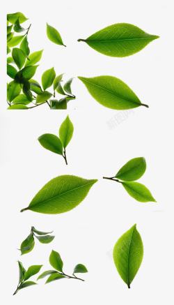 绿色卡通漂浮植物树叶素材
