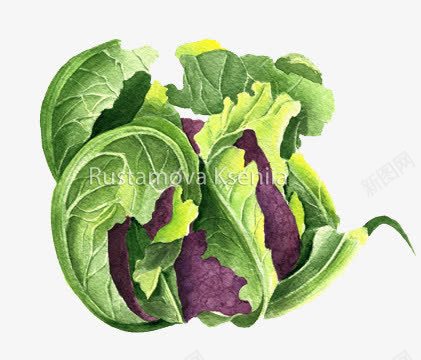 紫花菜png免抠素材_新图网 https://ixintu.com 一棵紫菜 紫菜心 青叶菜