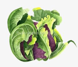 紫花菜紫花菜高清图片