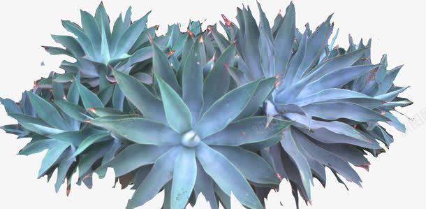 景观风景树灌木芦荟png免抠素材_新图网 https://ixintu.com 植物 灌木 肉类植物 芦荟
