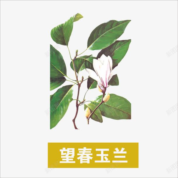 望春玉兰png免抠素材_新图网 https://ixintu.com 中药 本草纲目 草药 药材