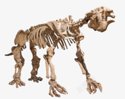 侏罗纪化石动物化石高清图片