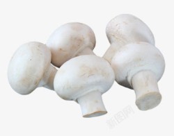 白色香菇素材