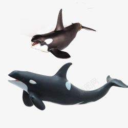 齿鲸动物凶猛虎鲸高清图片