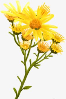 黄色无框画风景花朵素材