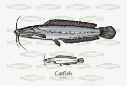 黑白的鲶鱼卡通手绘黑白鲶鱼矢量图高清图片