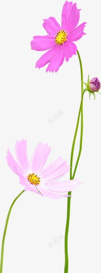 紫色唯美野外花朵png免抠素材_新图网 https://ixintu.com 紫色 花朵 野外