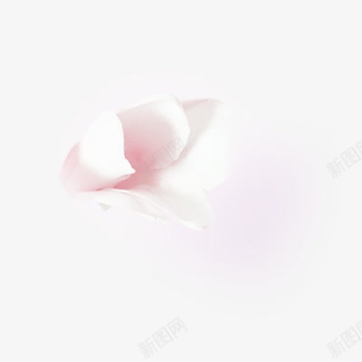白色花瓣装饰植物png免抠素材_新图网 https://ixintu.com 植物 白色 花瓣 装饰