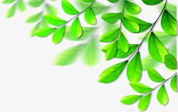 植物绿色树叶效果素材