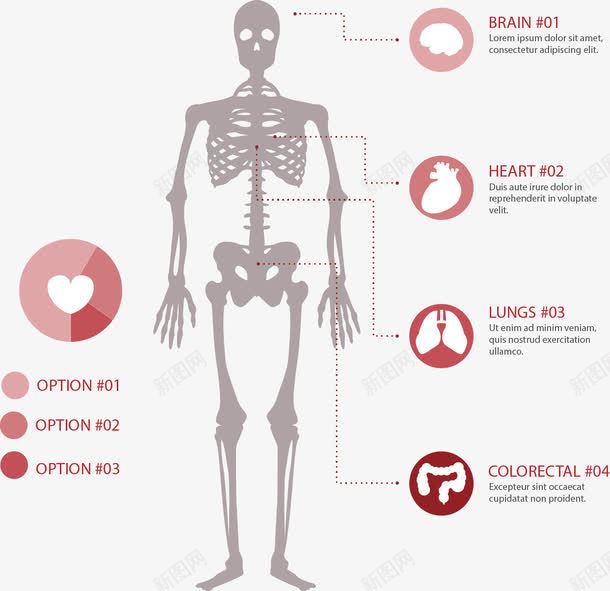 手绘骨骼和器官图标png_新图网 https://ixintu.com 内脏 器官 手绘 骨架 骷髅