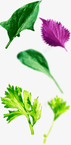 手绘紫色叶子蔬菜素材