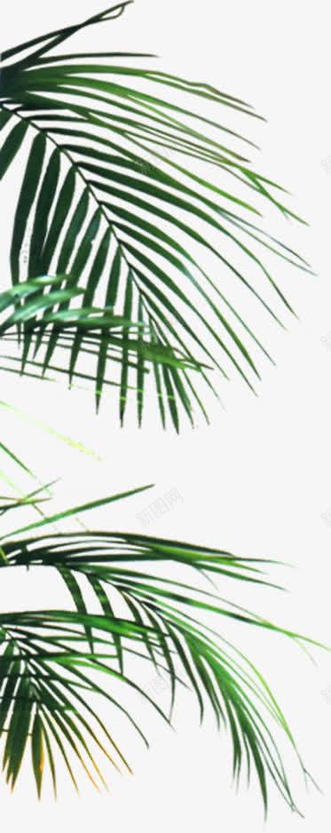 绿色草本植物树叶摄影png免抠素材_新图网 https://ixintu.com 摄影 树叶 绿色 草本植物