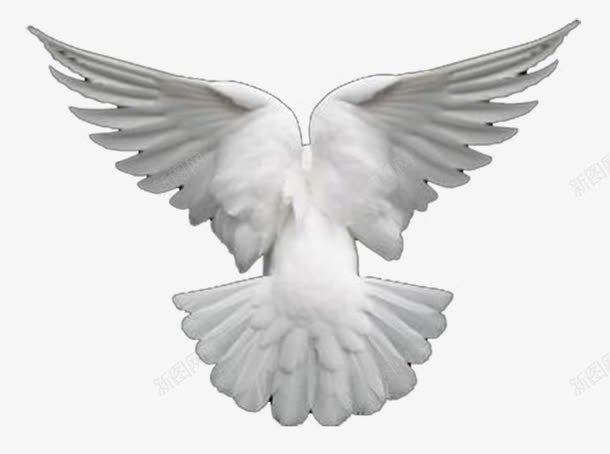 白色和平鸽翱翔png免抠素材_新图网 https://ixintu.com 和平鸽 白色和平鸽 翱翔 装饰