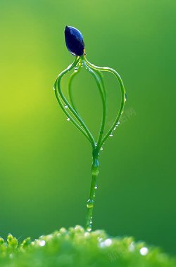 小绿珠的小绿花朵素材