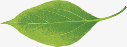 写实绿色树叶装饰矢量图素材