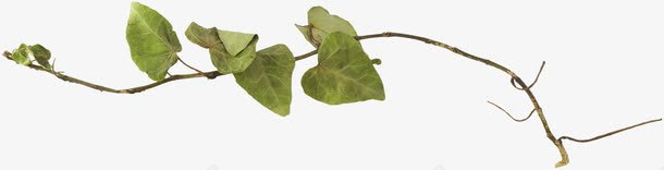 细枝条和嫩绿的树叶png免抠素材_新图网 https://ixintu.com 嫩绿的 树叶 细枝条 背景模板