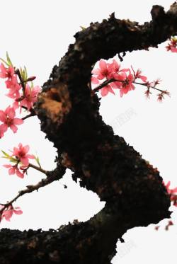 桃花树装饰素材