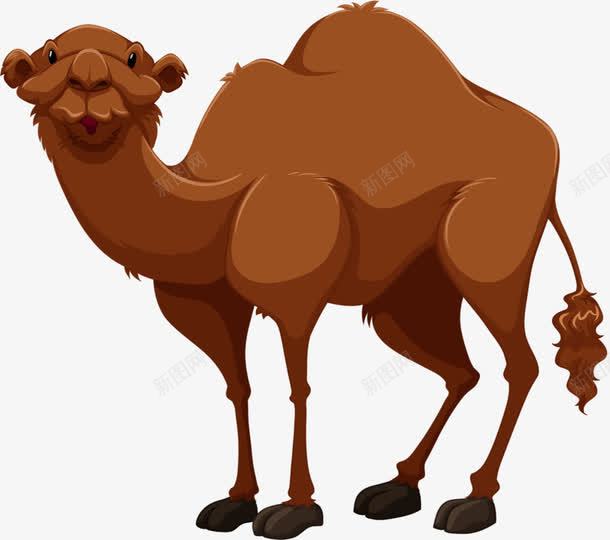 高大的骆驼png免抠素材_新图网 https://ixintu.com 佝偻 骆驼 骆驼背 骑骆驼 高大骆驼