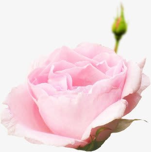 粉色花骨朵水png免抠素材_新图网 https://ixintu.com 新鲜 月季 玫瑰 粉色 花朵 花骨朵