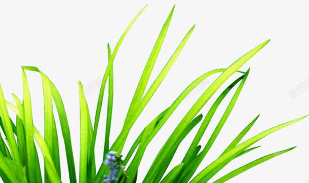 绿色发芽植物装饰草地png免抠素材_新图网 https://ixintu.com 发芽 植物 绿色 草地 装饰