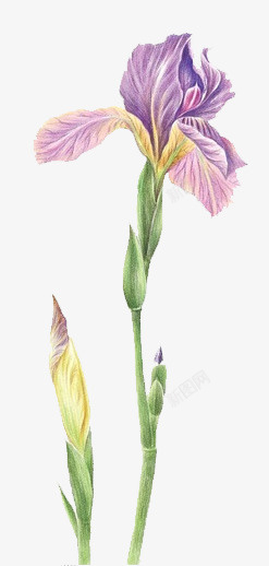 紫色写实花卉图案素材