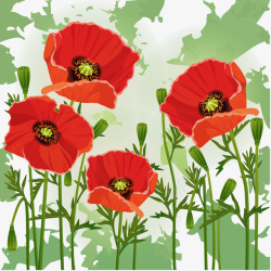 4朵4朵红色罂粟花矢量图高清图片