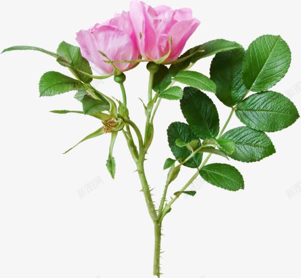 粉色玫瑰花和绿叶png免抠素材_新图网 https://ixintu.com 玫瑰花 粉玫瑰 绿叶 鲜花