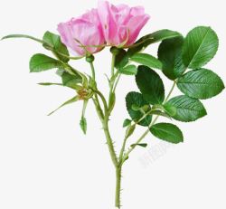 粉色玫瑰花和绿叶素材