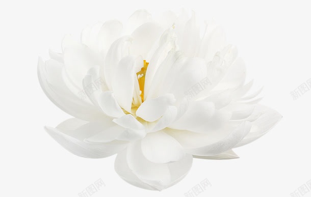 白色花蕾植物png免抠素材_新图网 https://ixintu.com 植物 白色 素材 花蕾