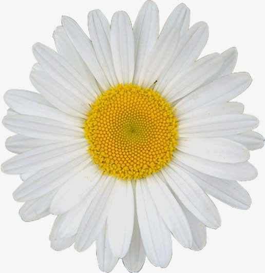 摄影白色海报花朵png免抠素材_新图网 https://ixintu.com 摄影 海报 白色 花朵