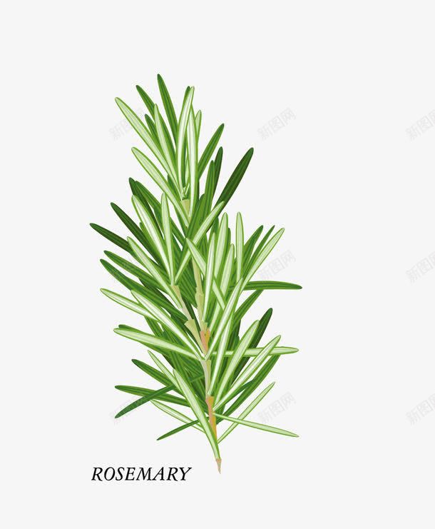 迷迭香png免抠素材_新图网 https://ixintu.com rosemary 植物 迷迭香