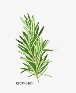 rosemary迷迭香高清图片